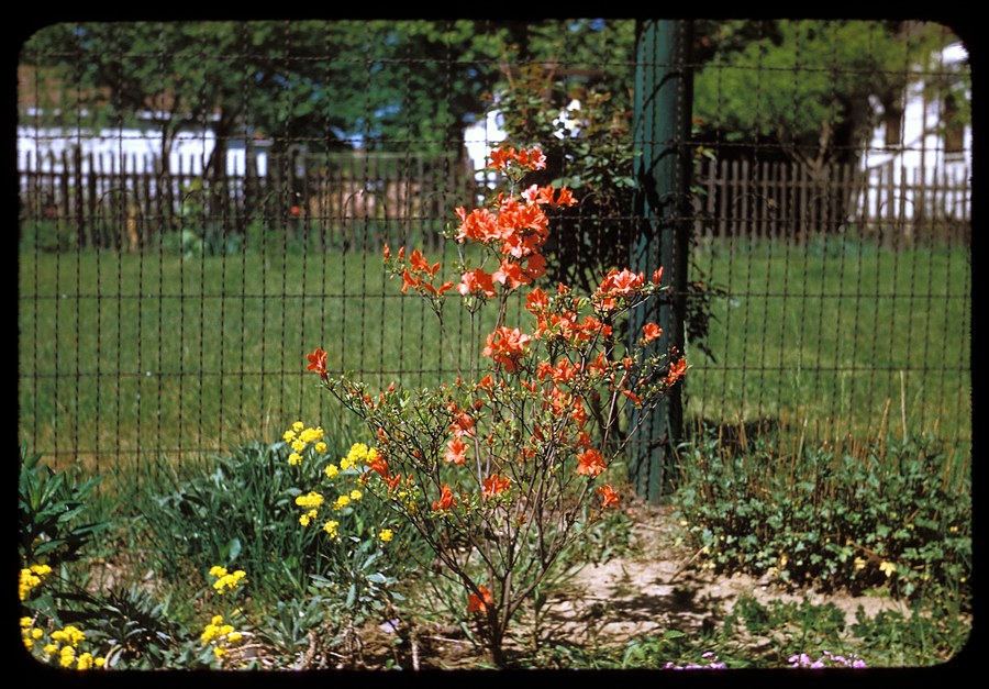 1950-1980, no. 50 — another frame